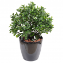 Peperomia artificiel Plast Buisson Hauteur 60cm Ø50cm