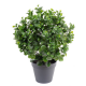 Peperomia artificiel Plast Buisson Hauteur 60cm Ø50cm