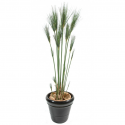 Papyrus artificiel Cyperus H125 & 150cm