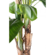 Bananier artificiel 3 troncs 130 et 240cm