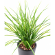 Herbe artificielle Juncus 50cm