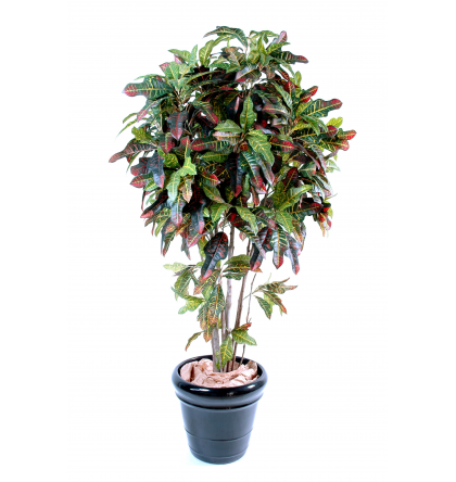 Croton (180cm)