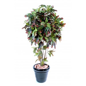 Croton (180cm)