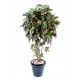 Croton  artificiel H180cm