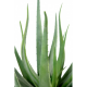 Aloevera (55cm)