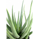 Aloevera (55cm)