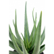 Aloevera (55cm)