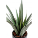 Aloevera Ferox artificielle 65cm