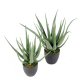 Aloevera artificielle 60 et 70cm