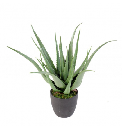 Aloevera artificielle 60 et 70cm