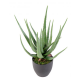 Aloevera artificielle 60 et 70cm