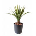 Aloe Ferox UV artificiel H45 cm