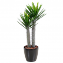 Pachypodium UV artificiel H100cm