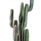 Cactus artificiel Finger 75 à 185cm