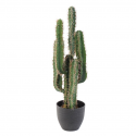 Cactus artificiel Finger H75 - 150 - 185cm