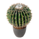 Cactus artificiel Echino Ø25 et Ø35cm