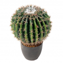 Cactus artificiel Echino Ø20 et Ø35cm