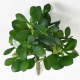 Crassula Jade Plant artificiel 30cm