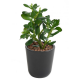 Crassula Jade Plant artificiel 30cm