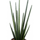 Sansevieria Cylindrica artificiel 90cm