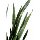 Sansevieria artificiel 110cm