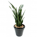 Sansevieria artificiel 110cm