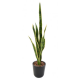 Sansevieria Piquet artificiel 75cm