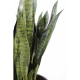 Sansevieria artificiel large 90cm