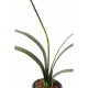 Orchidée artificielle Cymidium 80cm