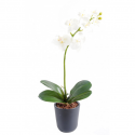 Orchidée artificielle Phaleanopsis 65cm