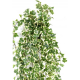 Lierre artificiel vert 801 feuilles - 130cm