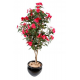 Impatiens arbre (110cm)