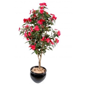 Impatiens arbre (110cm)