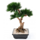 Bonsai Pin en coupe artificiel 70cm