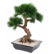 Bonsai Pin en coupe artificiel 70cm