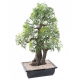 Bonsai artificiel Aralia en coupe 50 à 95cm