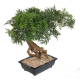 Bonsai artificiel Aralia en coupe 50 à 95cm