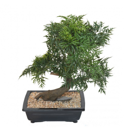 Bonsai artificiel Aralia en coupe H50-60-80-95cm