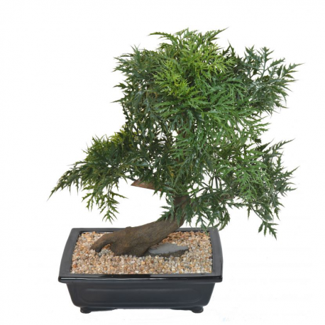 Bonsai artificiel Aralia en coupe 50 à 95cm