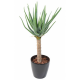 Aloevera artificiel 125cm