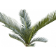 Cycas baby (60cm)