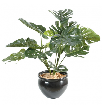 Philodendron géant *15 (85cm)