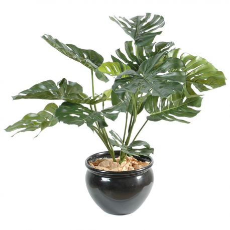 Philodendron géant *15 (85cm)