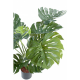 Philodendron géant *15 (85cm)