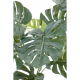 Philodendron géant *15 (85cm)