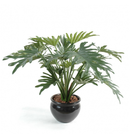 Philodendron selloum (50cm)