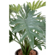 Philodendron selloum (50cm)