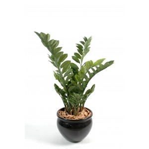 Zamia (90cm)