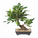 Bonsaï Ficus artificiel en coupe H38cm