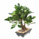 Bonsaï ficus artificiel en coupe 38cm